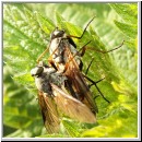 Rhagio notatus - Schnepfenfliege 05c.jpg